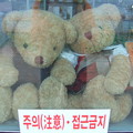 JEJU到處都有泰迪熊- 沿途路上遇到的熊3