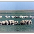 羊兒吃草