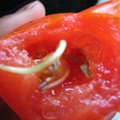 吃到長芽的番茄。其實是放太久的關係啦～真是充滿生機啊！