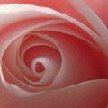 Sura玫瑰花苞結實厚重，枝幹卻過於細緻。在花兒全開而憔悴低頭前，拍得有英國珍貴的午後陽光照耀的滿朵絢麗！