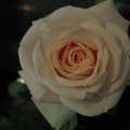伊拉克室友Sura的玫瑰花