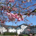 宿舍一角的櫻花樹，開的正是時候！