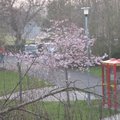 宿舍前的唯一的櫻花樹，正是盛開時節