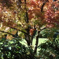 夏末時 門前楓樹開始添顏色