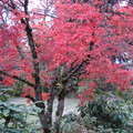 秋天來到 楓葉變紅了
