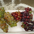 兩種不同品種的葡萄,紅色皮很crispy, 綠色果肉很溫柔:) 釀酒, 食用兩相宜.
