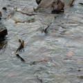 這Ketchikan 城中小河, 是salmon 回流處, 許多鮭魚跳起, 證好變成海豹的食物
