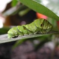 caterpillar