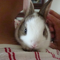 我家兔寶 - 2