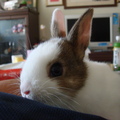 我家兔寶 - 3
