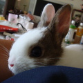 我家兔寶 - 2