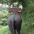 Maetaman  Elephant Camp ( Chiang Mai )