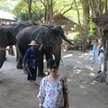 Maetaman  Elephant Camp