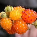 奇珍異果 - 茅莓