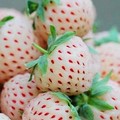 菠蘿莓滋味好，食用、搾汁與酸奶合用外，還可用它製作「菠蘿莓」奶油蛋白甜餅等甜品。 

