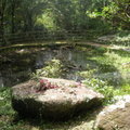 生態池