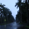 宿舍前的椰林大道