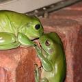 kissing_frogs
