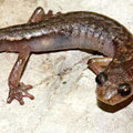Cave Splayfoot Salamander