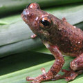 Mount Nimba Reed Frog