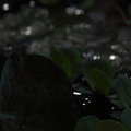 水生植物的雨中舞3