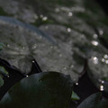 水生植物的雨中舞2