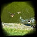 當母鴨鴨加快步伐 ~ 最後索性往湖裡飛去時~ 這隻綠頭俊鴨也立馬跟隨躍入湖中 ~~ 濺起了一池春水 ~ 和我們的驚呼~

