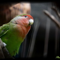 LOVE  BIRD ~