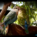 LOVE  BIRD ~