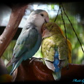 LOVE BIRD ~