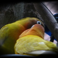 LOVE BIRD ~