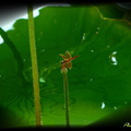 紅蜻蜓～