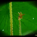 紅蜻蜓～
