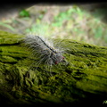 巨網苔蛾終齡幼蟲，常見於樹幹或葉上上爬行。
