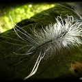 巨網苔蛾終齡幼蟲，常見於樹幹或葉上上爬行。
http://gaga.biodiv.tw/9506bx/915.htm