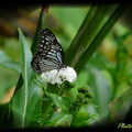 琉球青斑蝶 Ideopsis similis