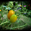 ＂柿＂見～黃金小番茄