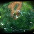 ＂柿＂見～被自己綁架了ㄉ泉字雲斑蜘蛛