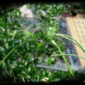 ＂柿＂見～被自己綁架了ㄉ泉字雲斑蜘蛛
