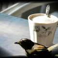 Cafe's bird~