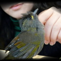 Cafe's bird~