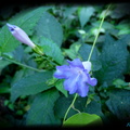 金瓜寮溪畔～小紫花