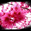 山櫻花紅鬧春暖～