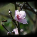 桃花與蜂誰舞春風～