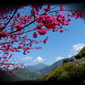  山櫻花紅鬧春暖～