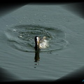 潛水乍起ㄉ白冠水雞，激起一如山茶花ㄉ水花形狀 ~