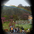 2009陽明花季