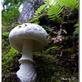 大雪山森林 - 大蘑菇