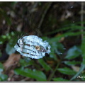 (金蛛科)塵蛛屬，體長雌7-8mm，雄5-7mm，腹部銀白長筒狀，中部兩側有黑斑，結圓網，網中心不對稱的旋渦狀隱帶，駐網其中，頭部朝上 ，白色的隱帶會吸引昆蟲，最後被躲在隱帶後面的長銀塵蛛獵捕，吸食成乾癟的死屍後，會被再利用做為偽裝，黏著在網上。


