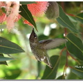 Botanic Garden - 蜂鳥